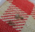 Spermophora senoculata
